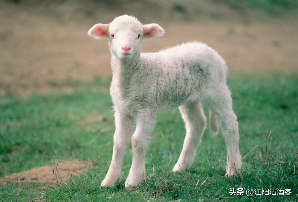没打算干扰你的快乐，但是“羊了个羊”的虐心游戏，建议你拒绝