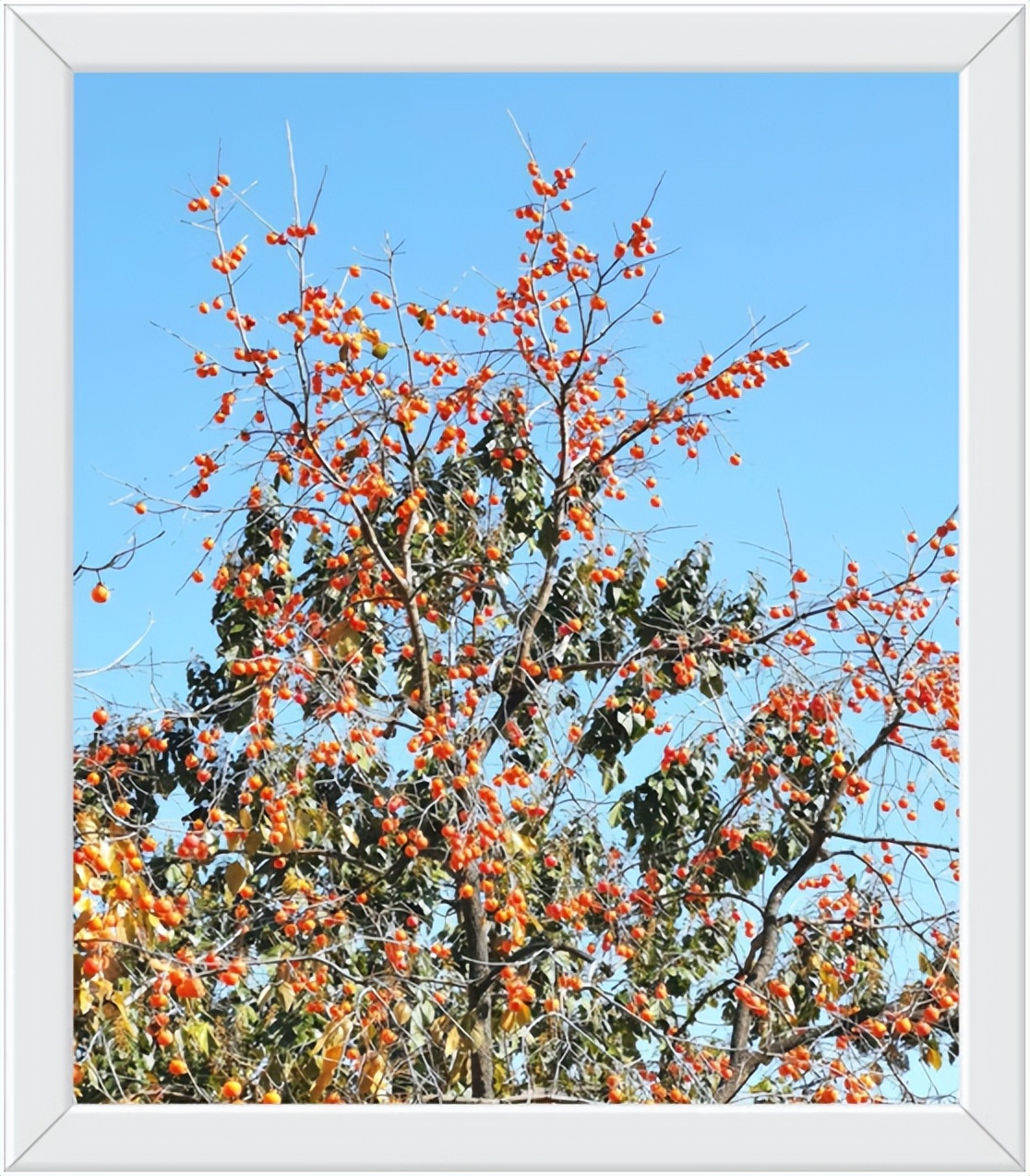 中国千年银杏谷住宿,中国千年银杏谷