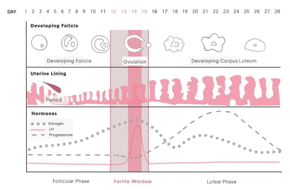 教你从卫生巾的使用数量来判断,如何正确选择卫生巾