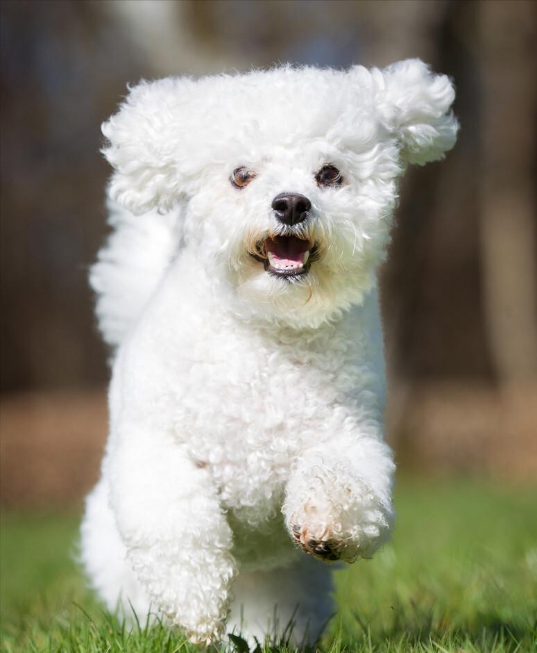 柯基比熊哪个聪明,柯基比熊博美哪个比较聪明