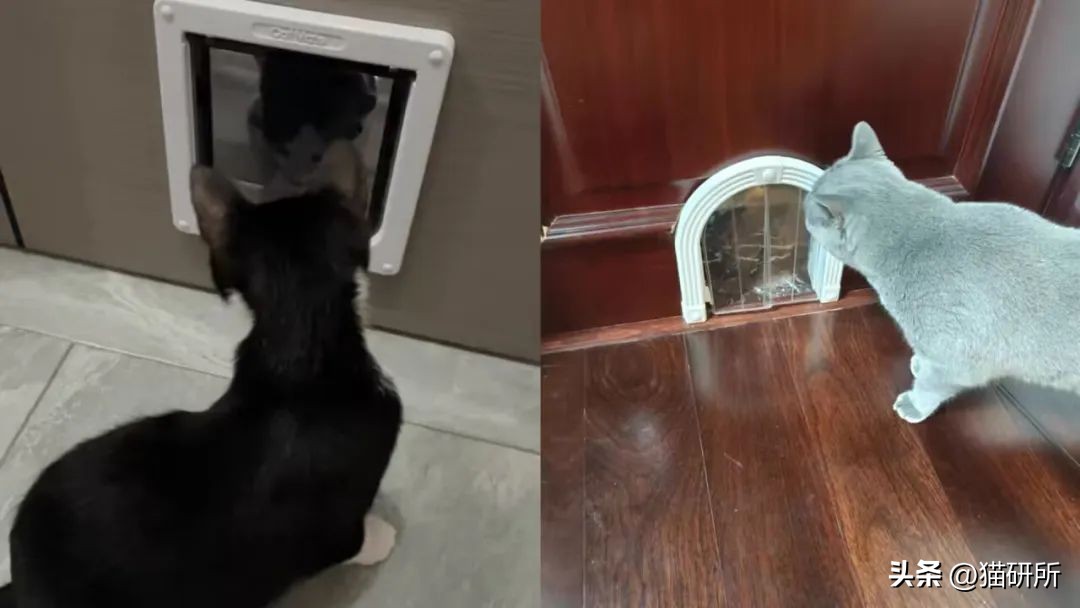 猫咪夜晚总是进进出出卧室，该怎么办？