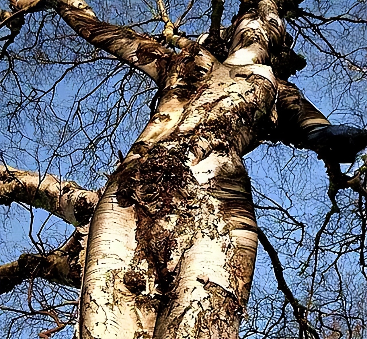 传闻中“女人树”你见过吗?果实神似女人,为何当地人不敢食用?
