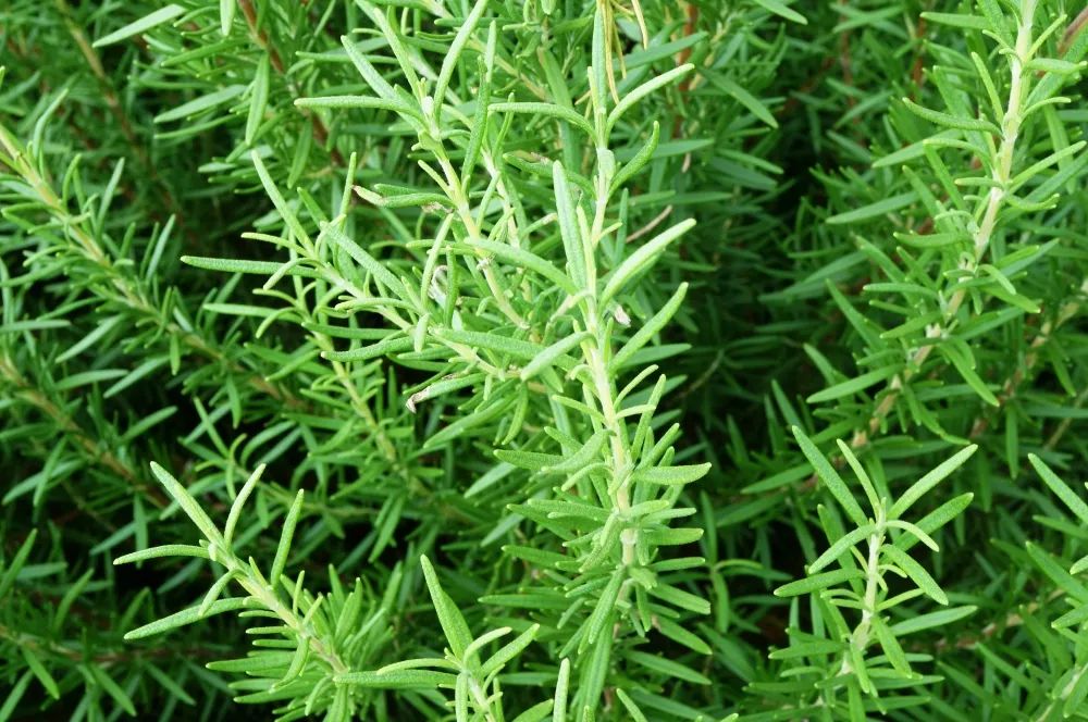 「学术前沿」迷迭香的应用现状和发展方向