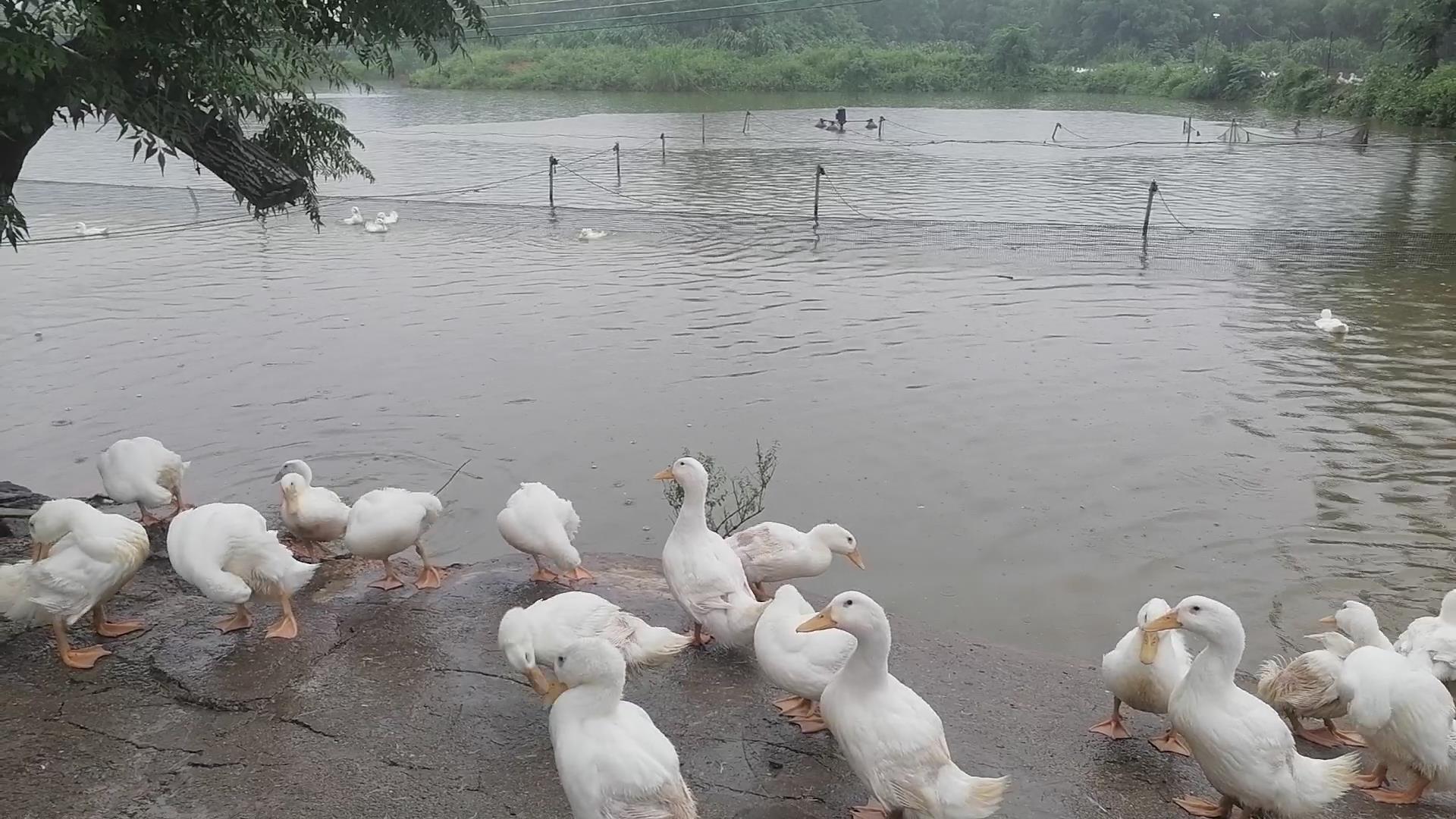 蛋鸭怎么养殖产蛋高,产蛋鸭的养殖技术