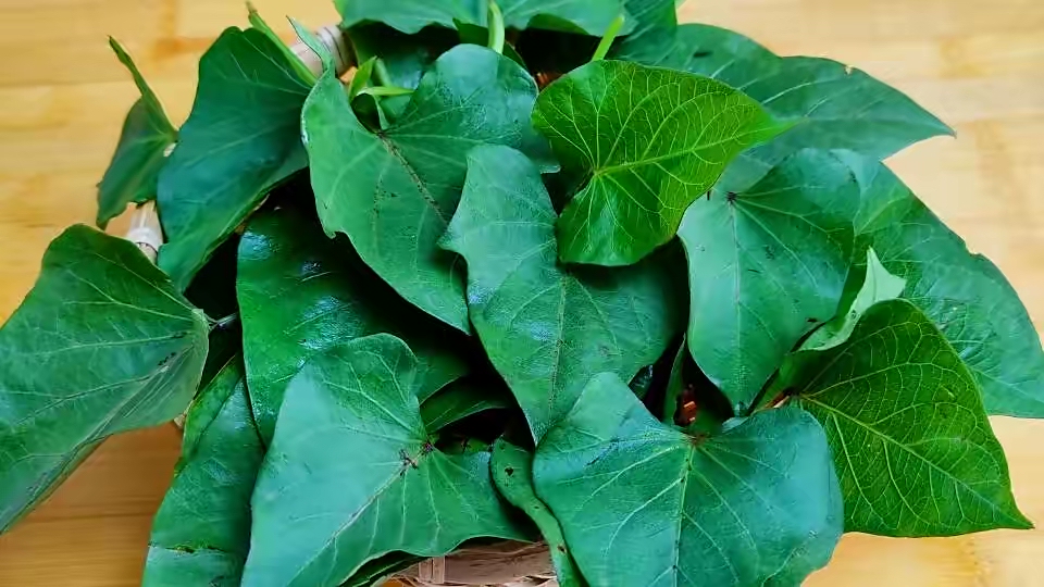 阳台种菜的方法和技巧大全集,阳台种菜室内种菜