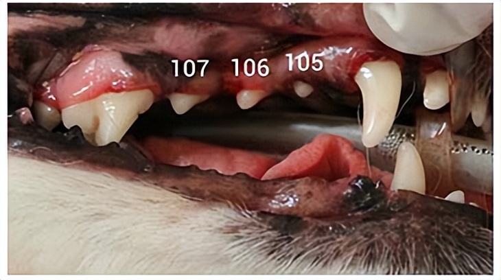 犬口腔疾病治疗,犬牙髓炎怎么治