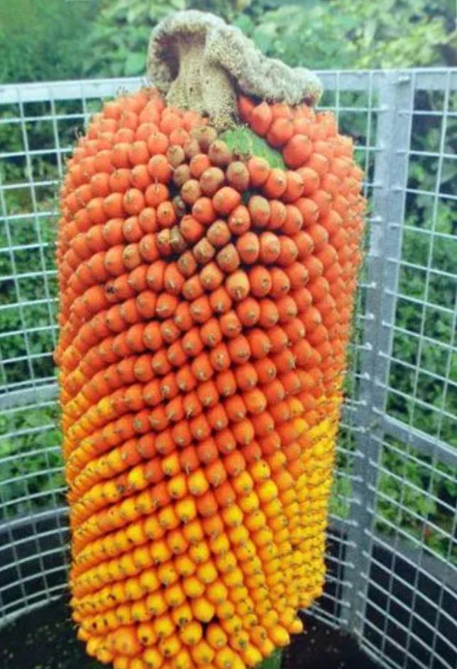 尸香魔芋生长全过程,昆明有尸香魔芋么