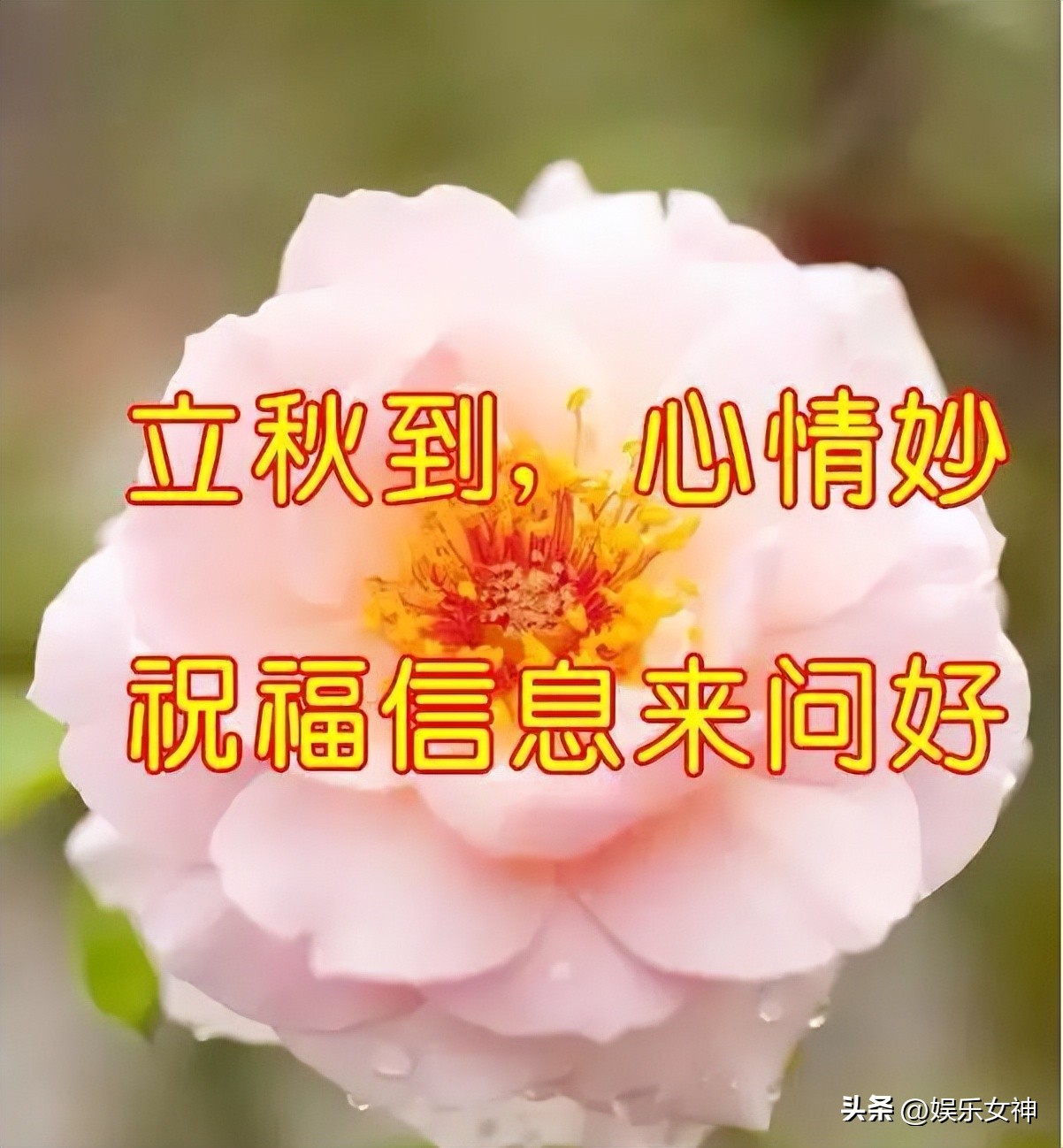 立秋高雅问候表情包,最新处暑早上好表情包