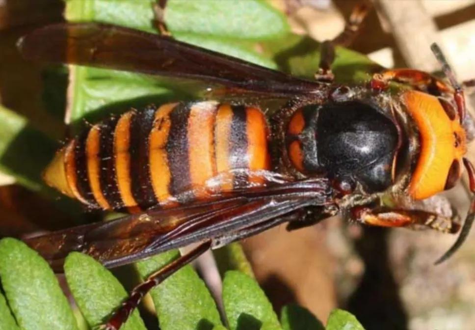 中国十大毒蜂王,十大毒蜂王分别是什么