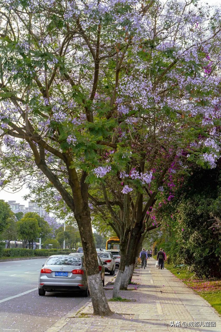 成都武晋路蓝花楹,昆明街头蓝花楹绽放成梦幻花海