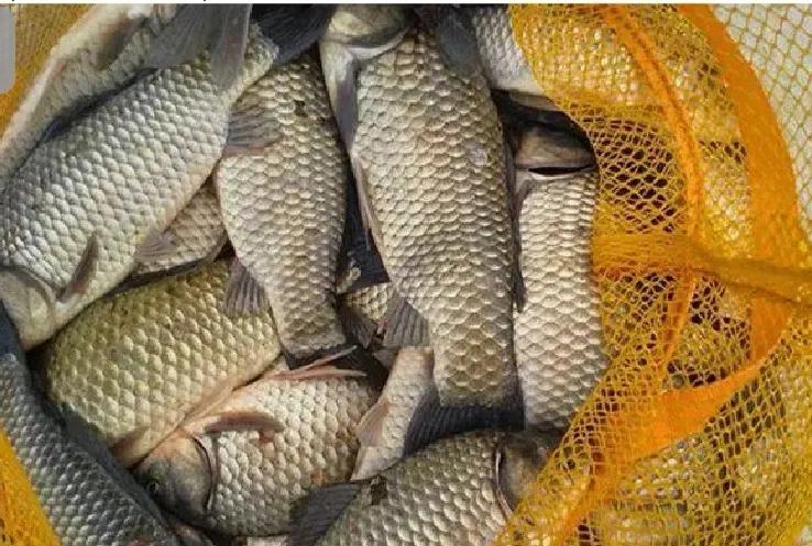 野钓鲫鱼长胜将军是咋作钓的？为啥总是多钓鱼？