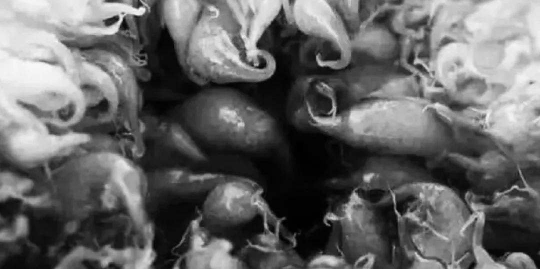 涓栫晫鍗佸ぇ瓒呮ā韬潗鍥剧墖鍥炬枃,涓栫晫鍗佸ぇ瓒呮ā鎯婅壋鍐欑湡