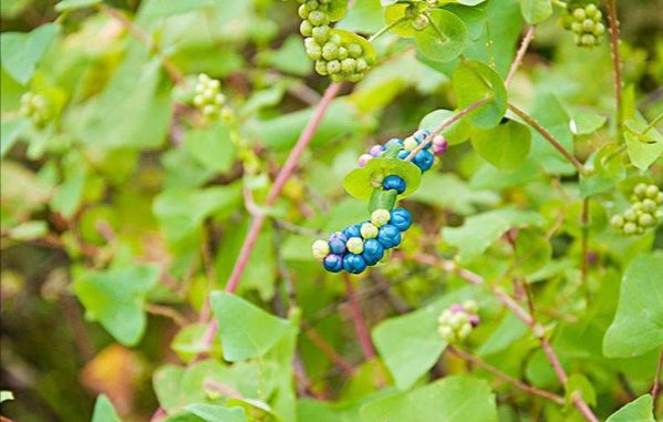 清明期间开的野花有哪些,清明节野花