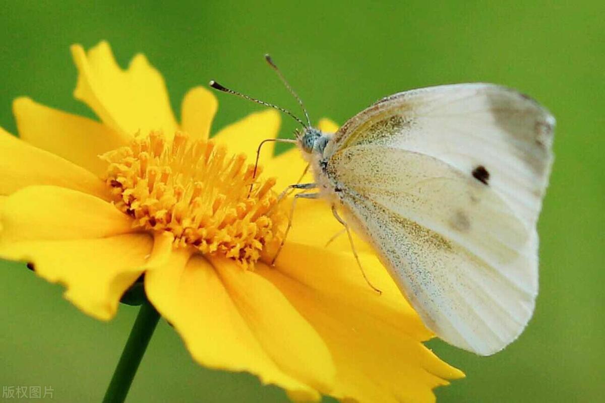 耳朵一两天不掏就痒是怎么回事,耳朵里太痒了掏出来臭臭的东西