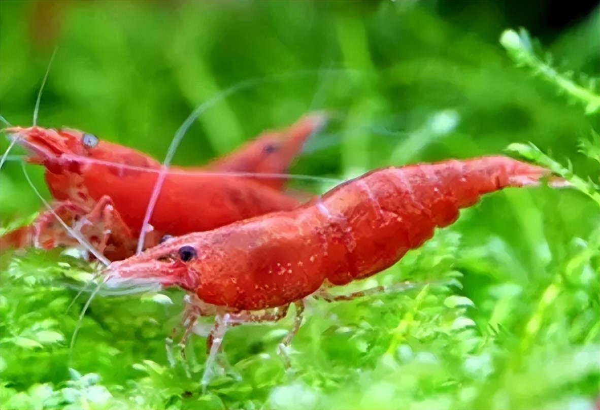 养宠物虾需要准备什么,哪种宠物虾比较好养