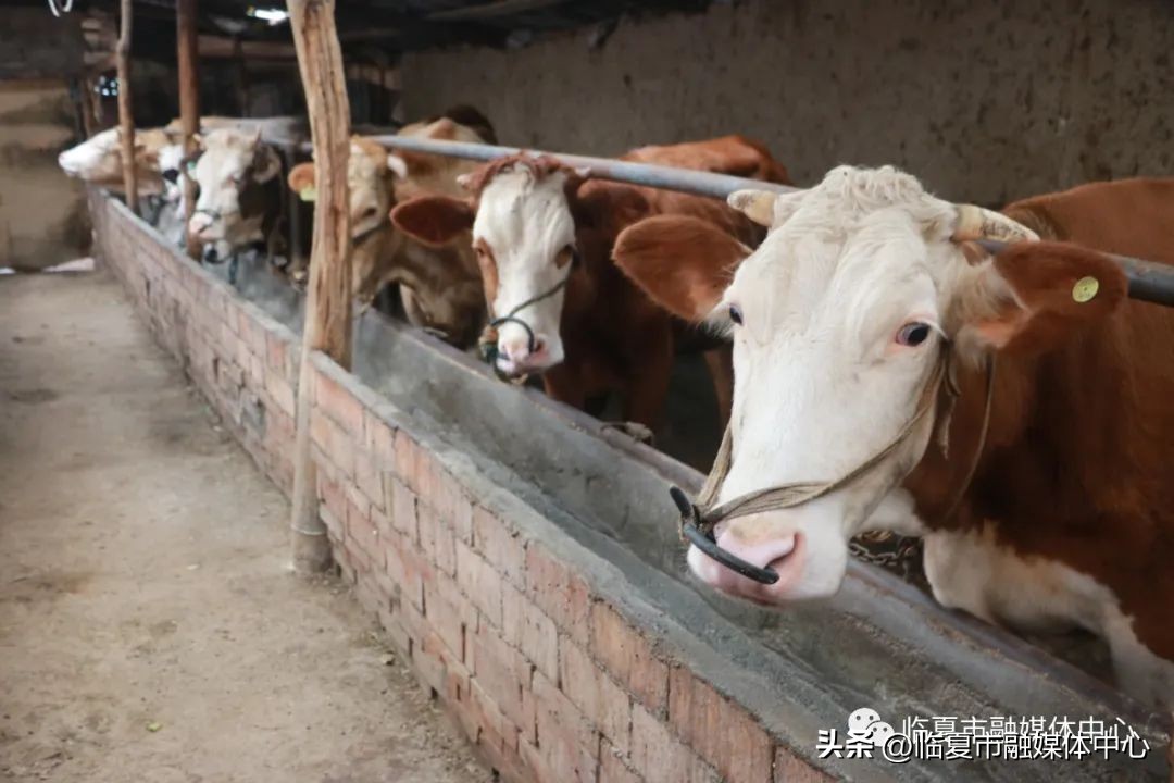 临夏县全面落实创业担保贷款,临夏州创业贷款总额