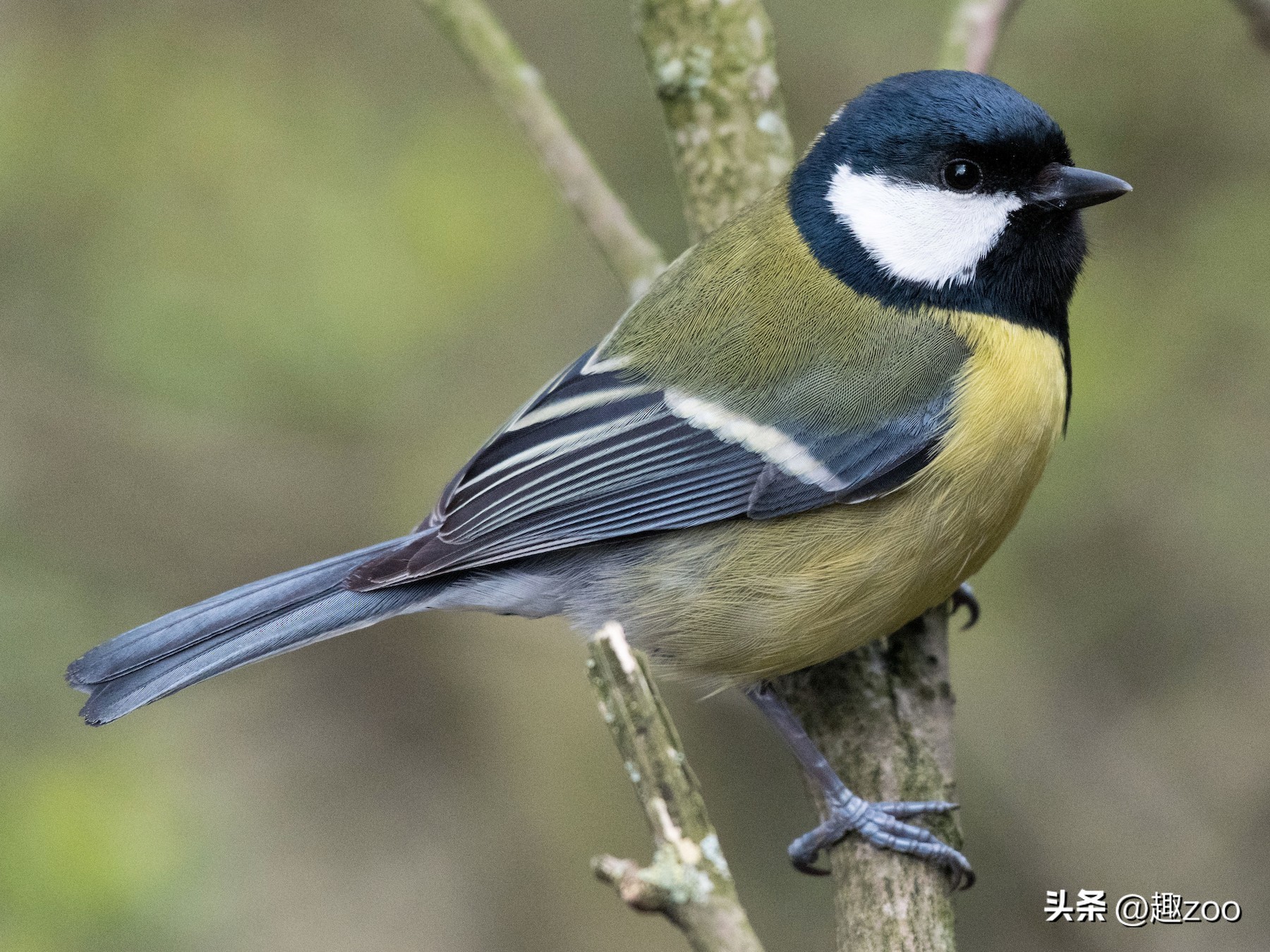 鸟类筑巢能力排名,十大鸟类实力排名