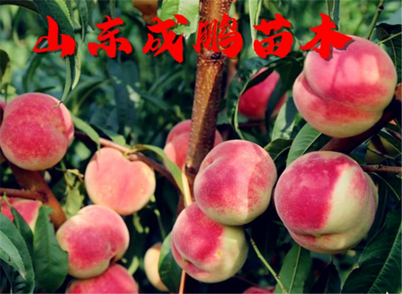 好品质大树苗批发,软石榴树苗哪里买