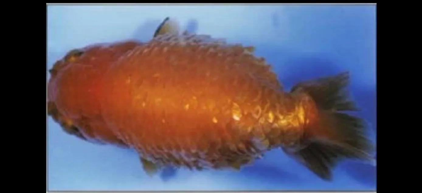 养金鱼常见的鱼病怎么治,金鱼病症状及治疗方法