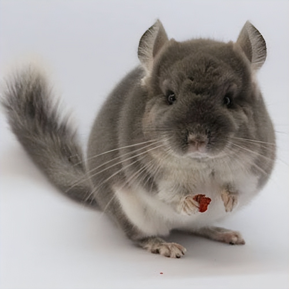 养龙猫的十大坏处,宠物龙猫好养么视频播放