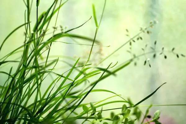 赞美春草的诗句古诗大全,描写春草的诗句十首