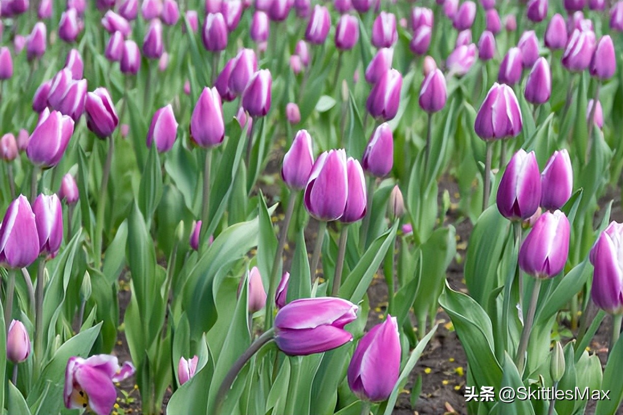 一花一草一世界郁金香,一日一花完整版