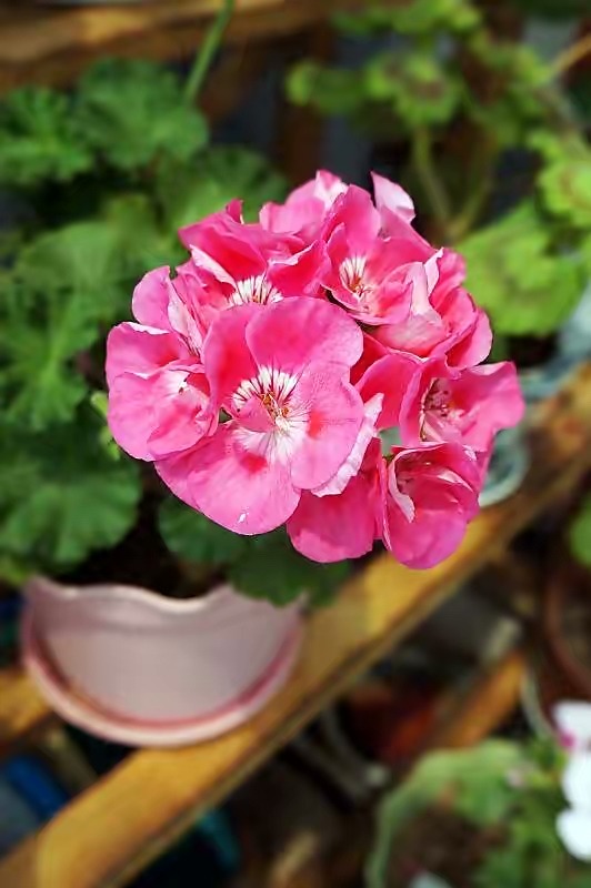 新房装修适合摆放的花,装修完室内放什么花净化空气