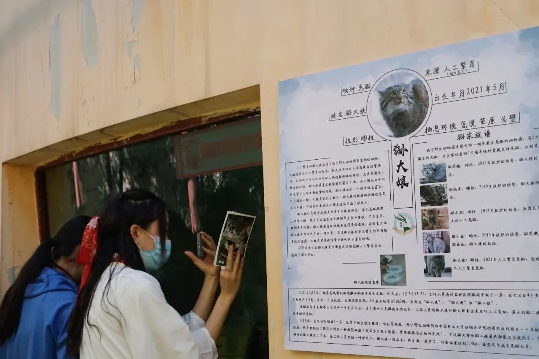 中国首只人工繁育兔狲离世,兔狲思邈怎么死了