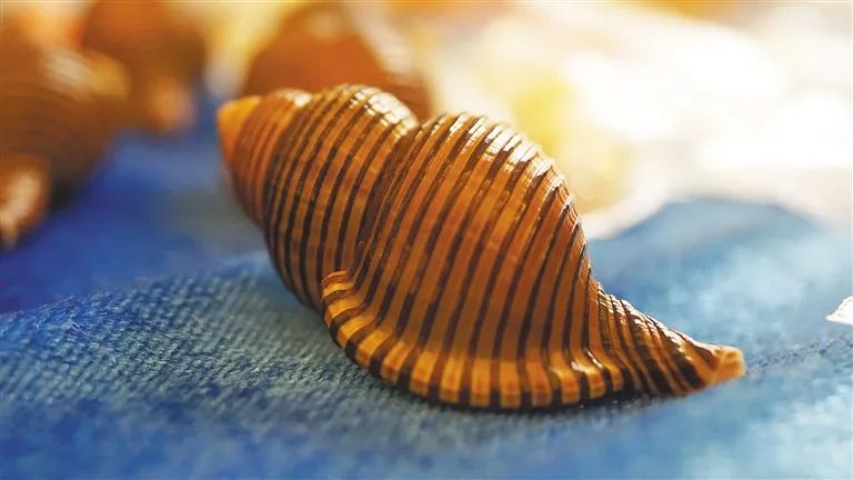 限量版的椰子螺,万宝螺和椰子螺