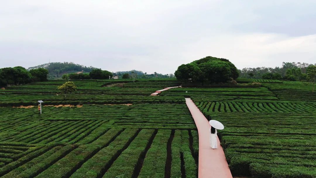 惠州柏塘罗浮山,惠州出发2天一夜旅游攻略图