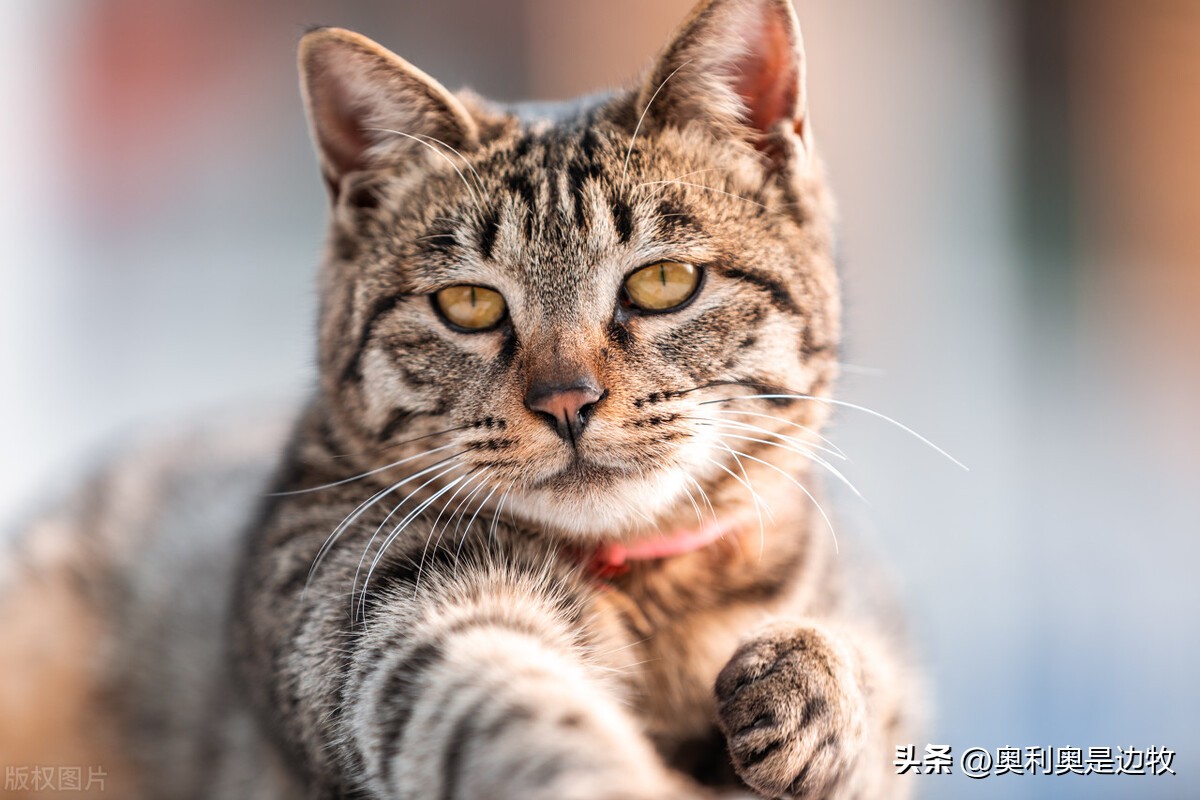 为什么很多人宁愿养猫也不养孩子,为什么现在女生愿意养猫不生小孩