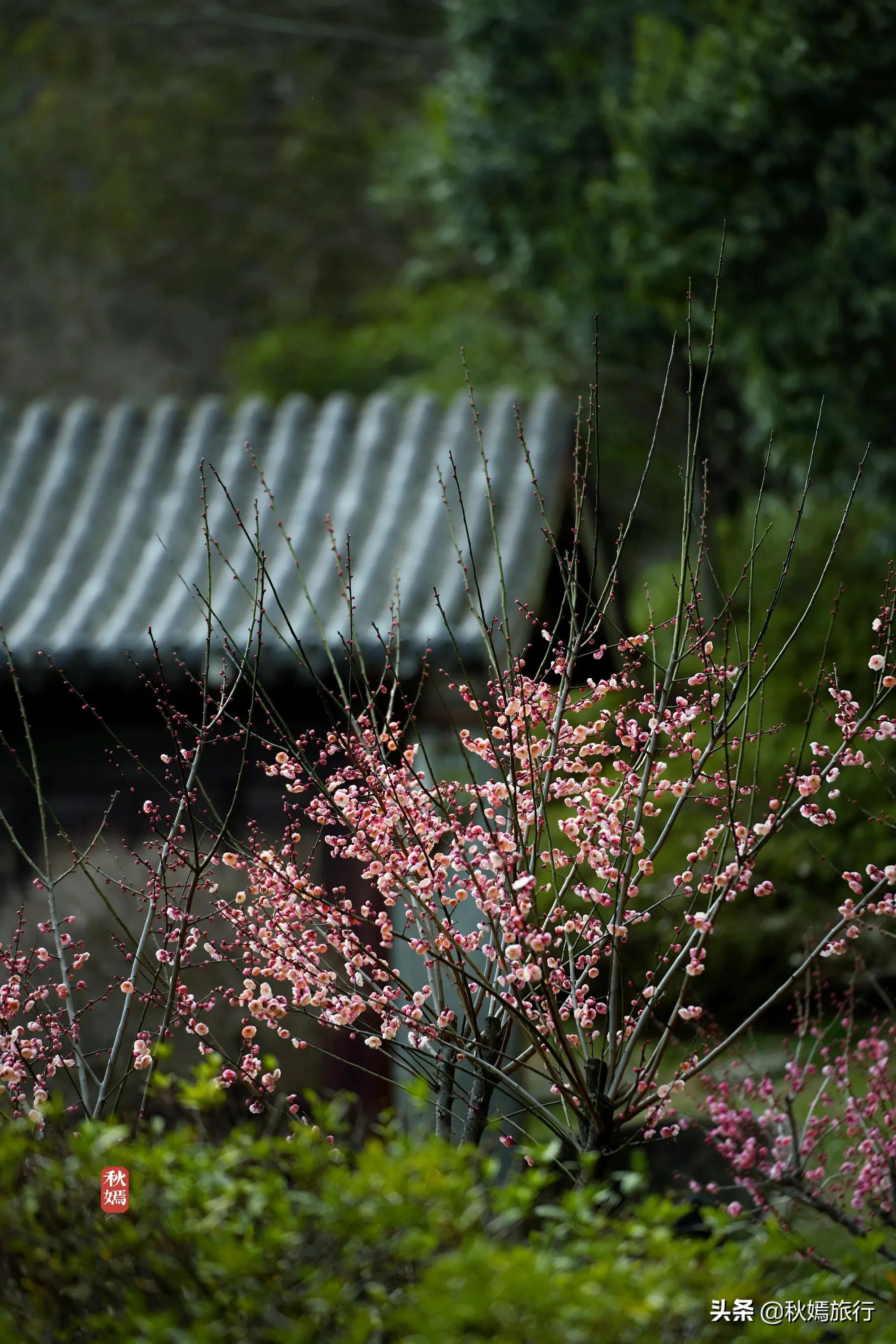 春染虎丘图片,虞山脚下的美丽小城常熟风景