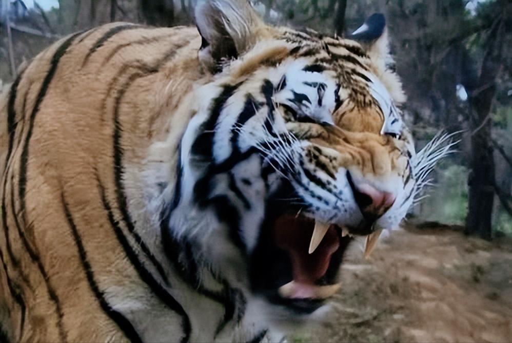 水浒传三次打虎分析,水浒传十三回解读