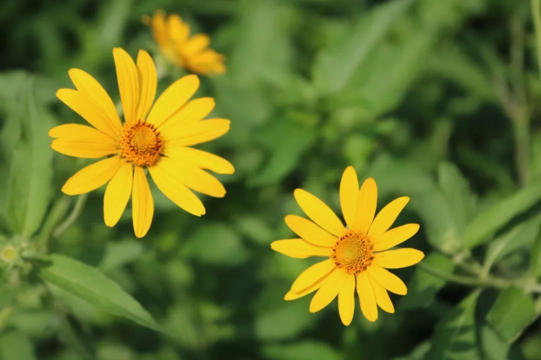 惊艳到你的冷门成语你都知道吗,18个美到骨子里的冷门成语