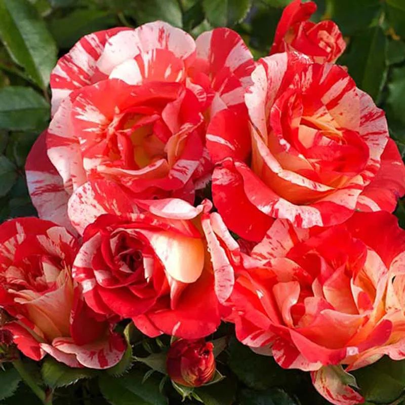 月季花瓣的旋转方向,月季花瓣和玫瑰花瓣的区别