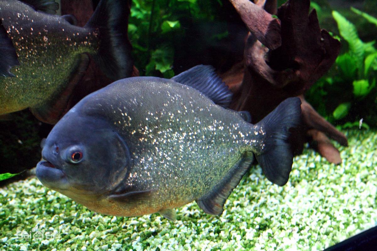 淡水白鲳鱼价格多少钱一斤,淡水白鲳鱼的价格是多少钱一斤