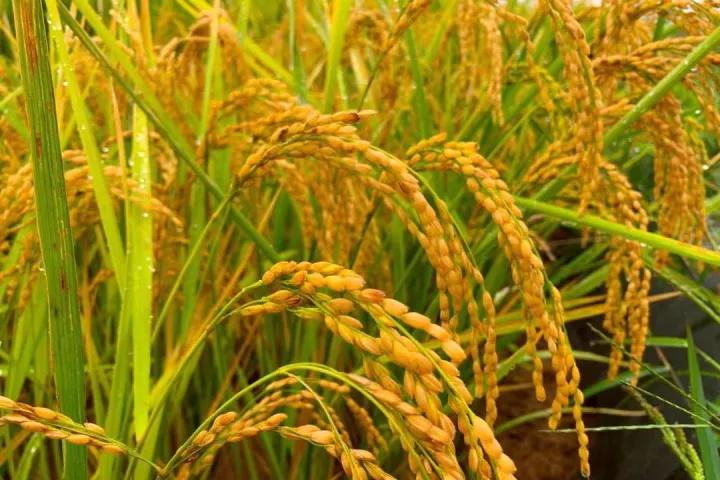 网上买的五常大米能放心吃吗 (制止假的五常大米我们该怎么做)