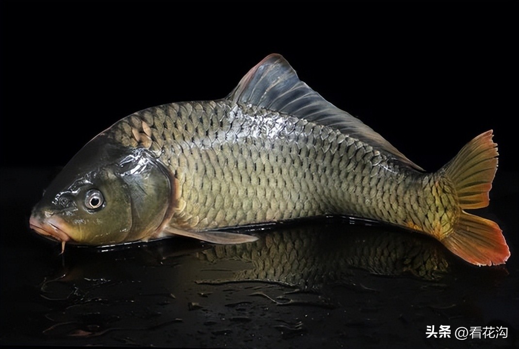 195.河南省舞阳县的概况