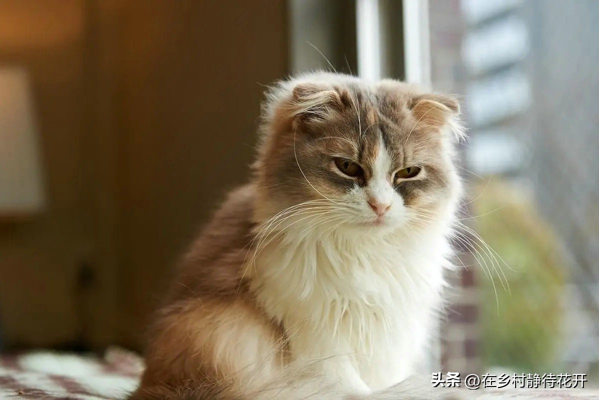 郑振铎的猫为什么总是死,郑振铎的猫是真实的吗