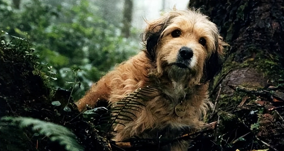 电影丛林赤子心影评,电影中的丛林赤子心