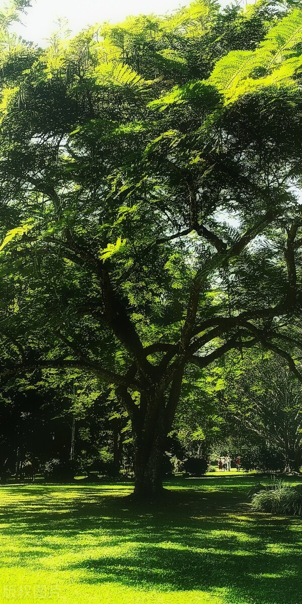 西双版纳望天树景区与热带植物园,西双版纳值得去的四个旅游景点