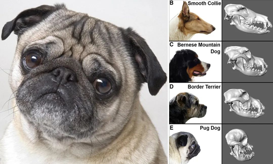 巴哥犬最大的特点,巴哥犬的3个优点和4个缺点