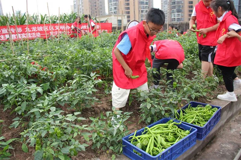 「重庆市六十五中学」劳动砺心志，实践促成长