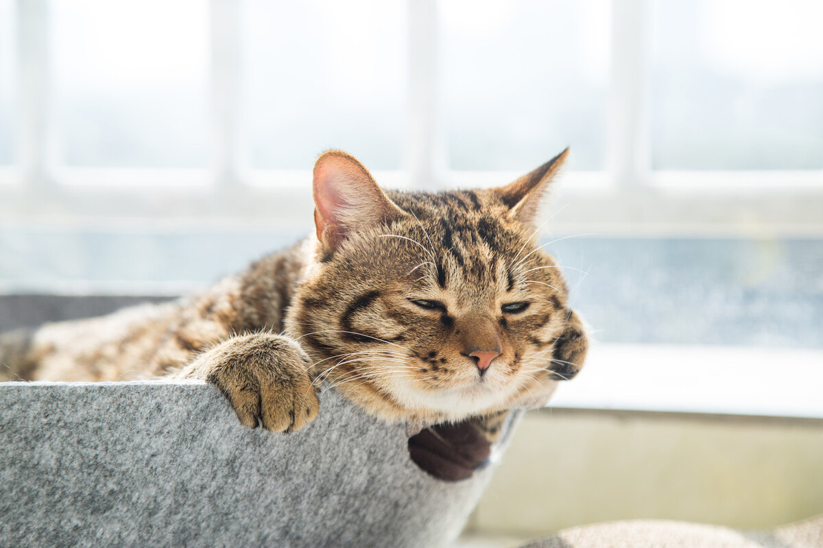 猫为什么越来越粘人去哪里都跟着,猫为什么最近老是喜欢粘人