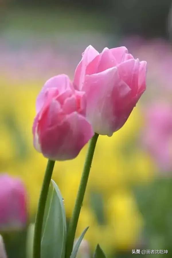 绝美郁金香花图片,绝美郁金香图片大片