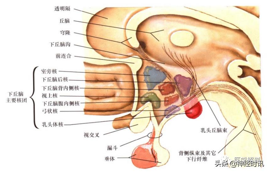 下丘脑及垂体解剖结构,下丘脑解剖和机能特点英文版