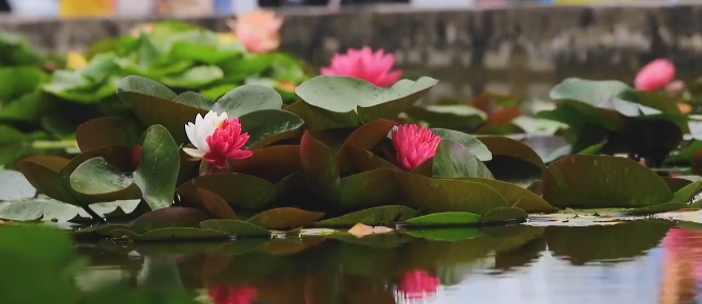 南京玄武湖的珍稀睡莲,玄武湖再现2株三色睡莲