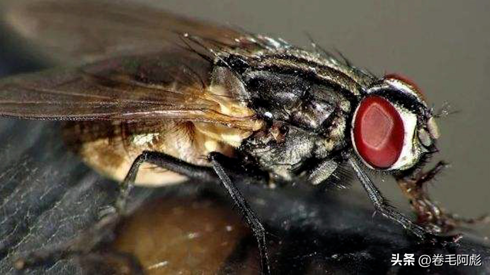 美国女子吃蜱虫被咬死,美国女子被虫子咬