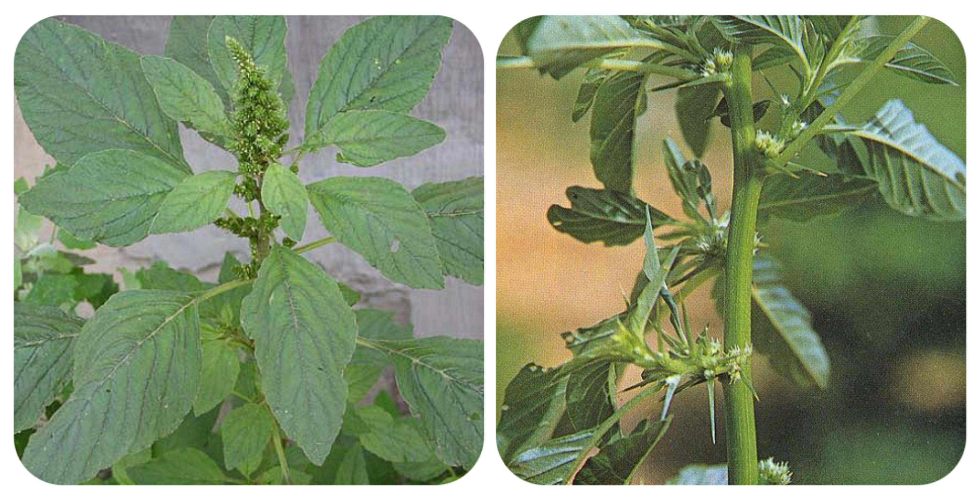 可以吃的野菜大全100种图解,教你认识100种野菜