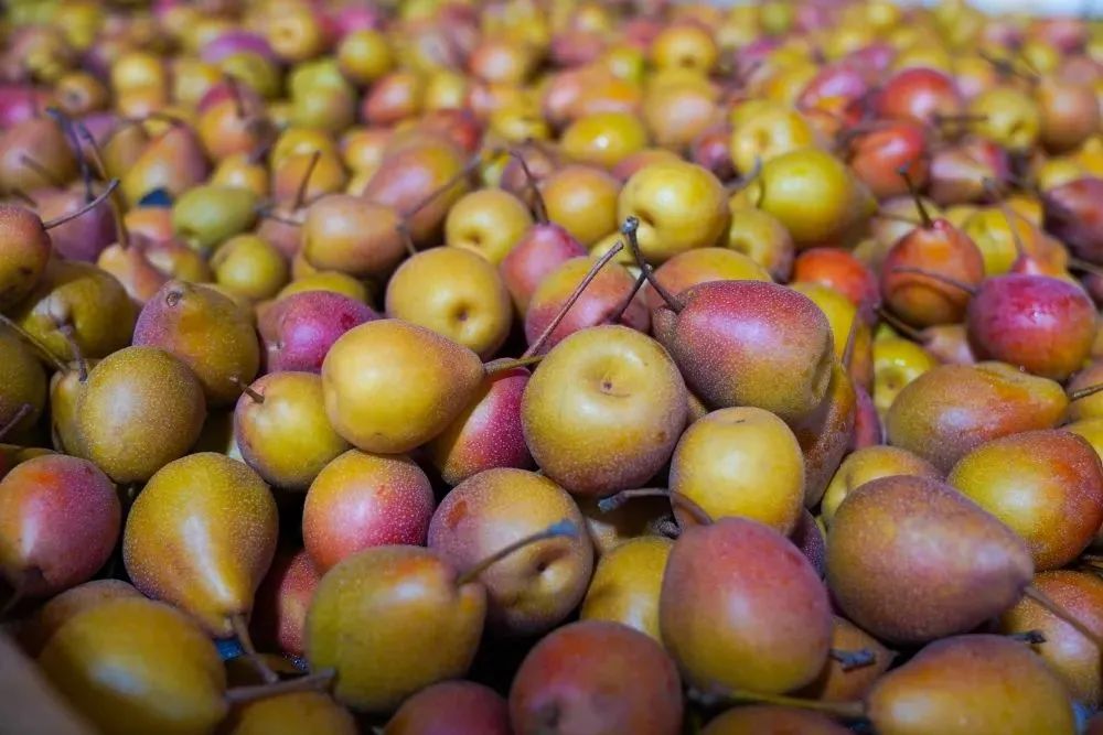 共创乡村振兴发展新格局,全面推进乡村振兴打造五美乡村